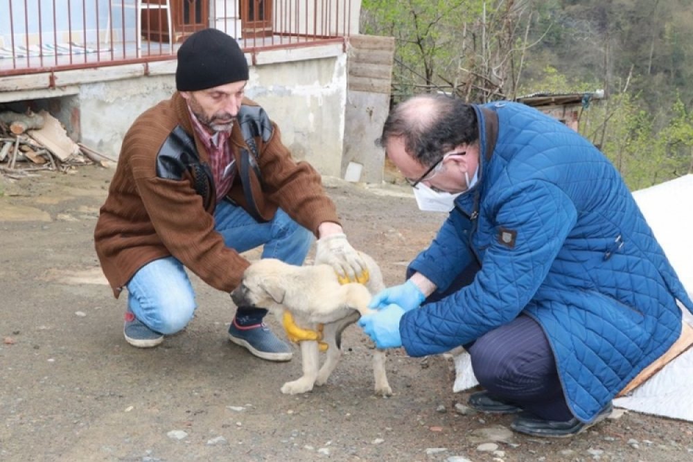 Belediyemiz Yaralı Köpeğe Sahip Çıktı