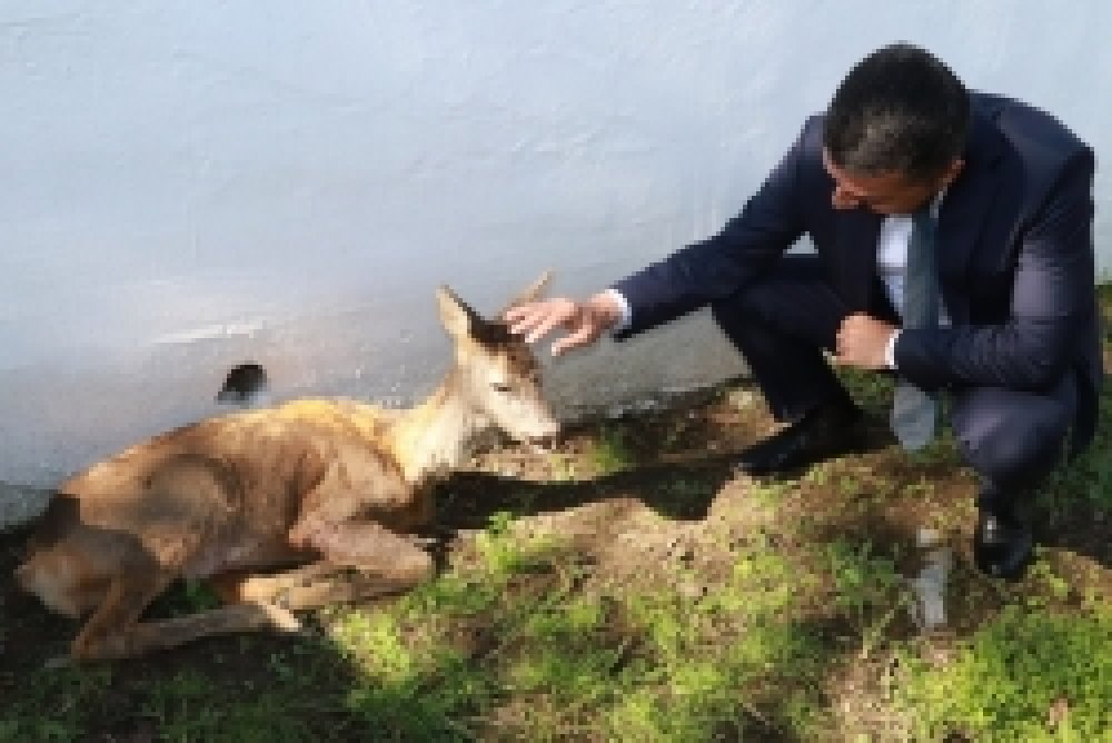 Yaralı Bulunan Karaca Tedavi Edildi